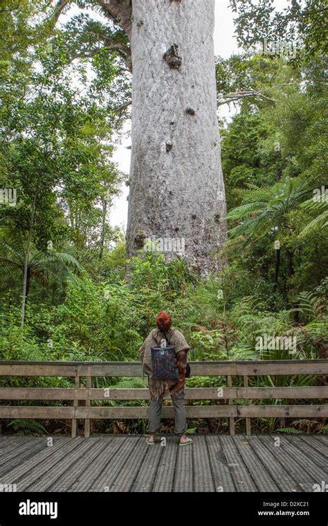 A visitor to the Waipoua forest, Northland looks in awe at Tane Mahuta New Zealand's oldest ...