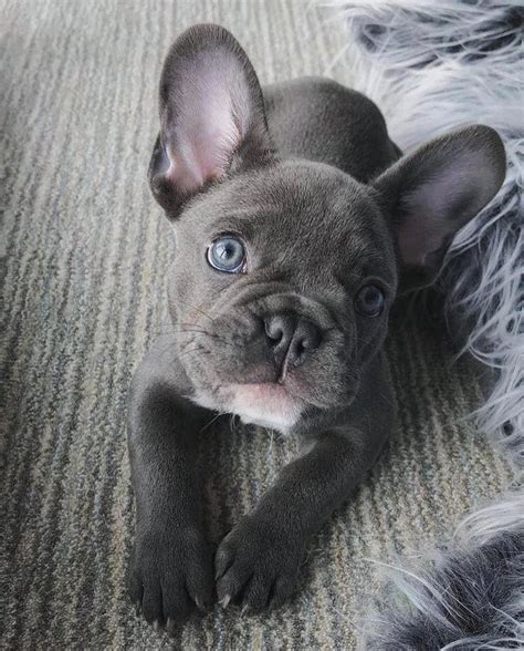 More About The Smart Frenchie Pup Health #frenchbulldogs #frenchbulldogsforsale # ...