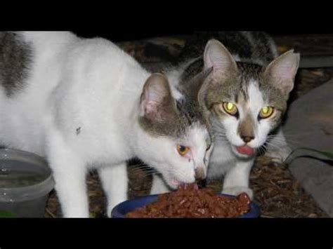 Stray and Feral Cat Rescue, Inc - YouTube