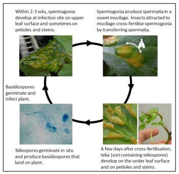 More information on rust fungus – Crofton Weed biological control