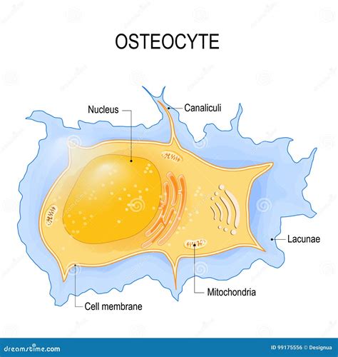 Osteocyte. Structure of Bone Cell Stock Vector - Illustration of cellular, care: 99175556