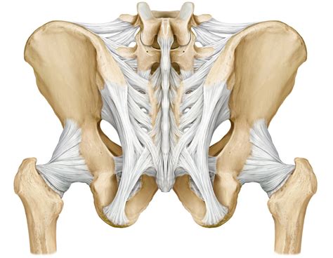 Pelvic Girdle Posterior View - Pelvis Posterior View Stock Photo - Download Image Now ...