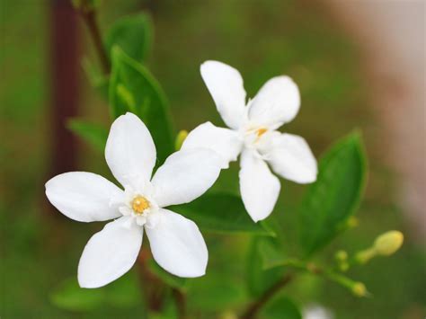 Jasmine Plant Types