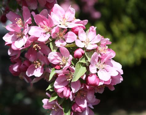 Another closeup of the flowering crabapple tree. You NEED one of these in your yard! | Spring ...