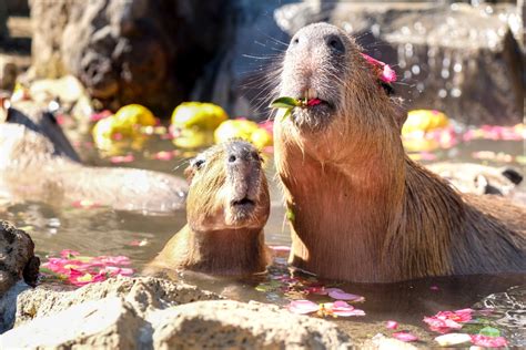 Capybara Onsen and Petting Zoo in Japan's Izu Shaboten Zoo!