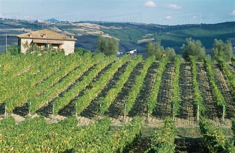 Vineyards. Montalcino,Italy. - Stock Photo - Dissolve