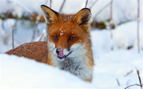 Elegant Fox in Snow - HD Wallpaper