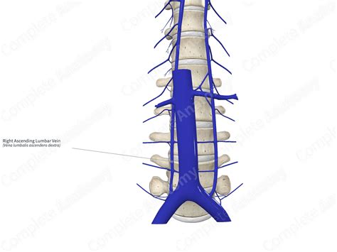 Right Ascending Lumbar Vein | Complete Anatomy