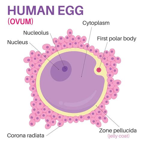 The egg cell is the female reproductive cell. 15637915 Vector Art at Vecteezy