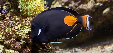 Achilles Tang Care | Tropical Fish Hobbyist Magazine