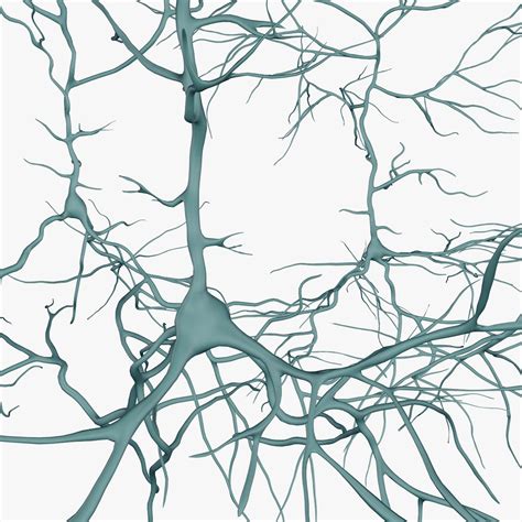 Pyramidal neurons model - TurboSquid 1196142