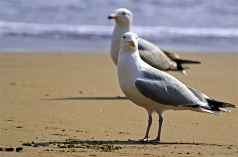 Seagull On The Beach Free Stock Photo - Public Domain Pictures