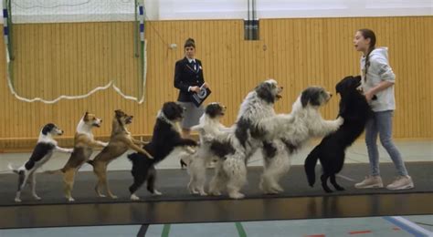 New Guinness World Record For Dogs In A Conga Line