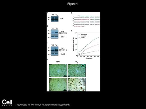 Volume 40, Issue 3, Pages (October 2003) - ppt download