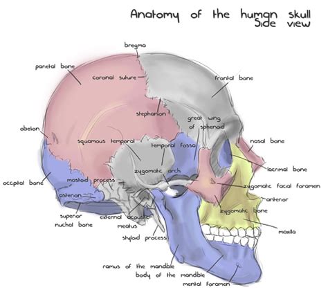 Skull Anatomy Diagram | Fosso