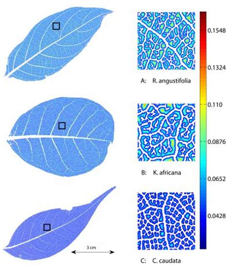 Leaf Venation Patterns | 1000 Free Patterns