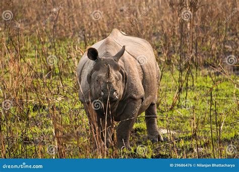 One horned Rhino stock photo. Image of kaziranga, danger - 29686476