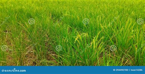 Drought Rice Plants Lack Water Stock Photo - Image of drought, water ...