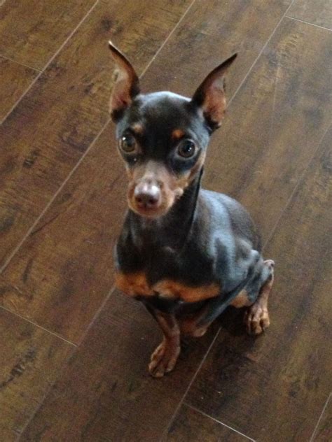 My sweet little BAYBAY she's a chocolate & rust min pin | Mini pinscher ...