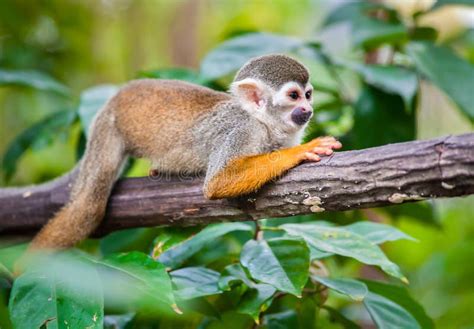 Squirrel monkey stock photo. Image of natural, forest - 48919006