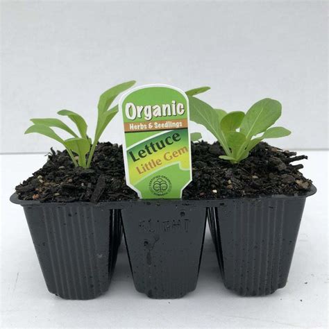 Organic Lettuce Little Gem | Organic Herbs & Seedlings