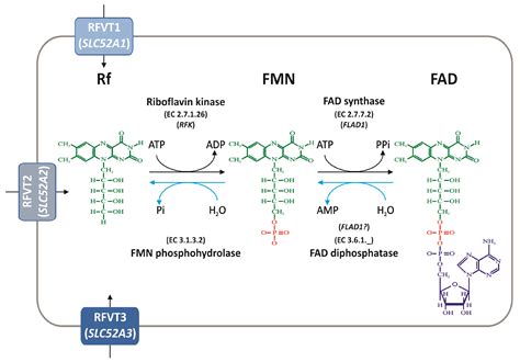 Flavin Mononucleotide