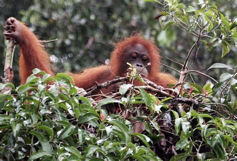 Discover South Borneo Wild Orangutan | Explore Orangutan Borneo