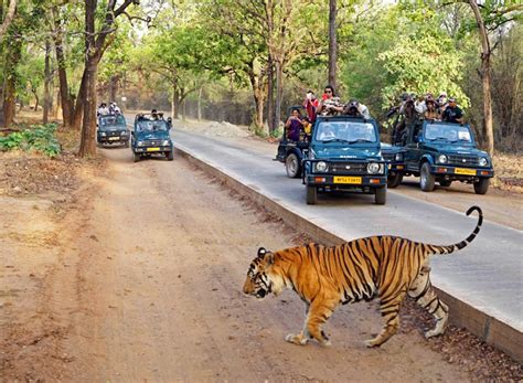 Top 7 Jungle Safari in India- Wildlife Safari in India