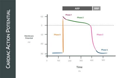 The Cardiac Action Potential