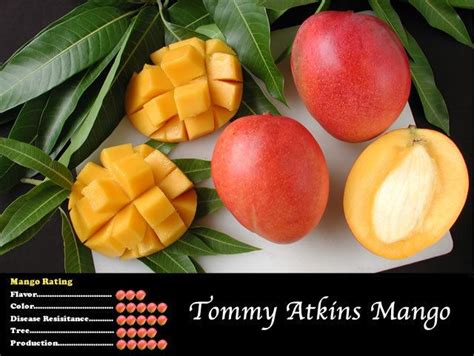 Tommy Atkins (mango) - Alchetron, The Free Social Encyclopedia