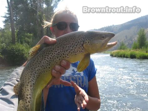 Trout fishing Tips- The Fly fishing Trouble shooting Manual