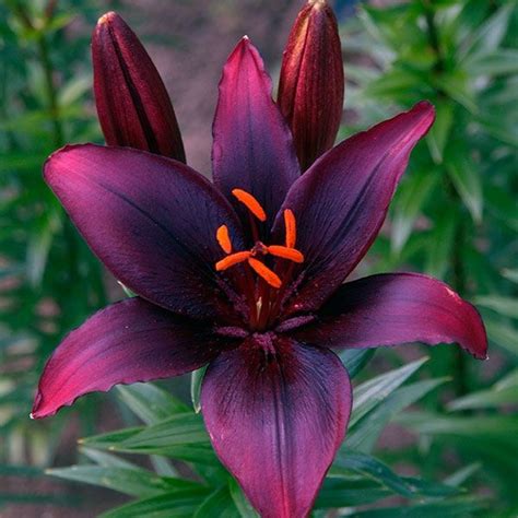 Rare Multi-Color Lily Flower Seeds 100pcs/pack – UrbanGardenSeed