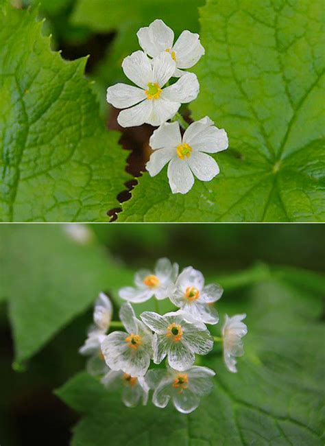 Diphylleia Grayi Looks Normal at First, But When it Rains, These Skeleton Flowers Turn ...