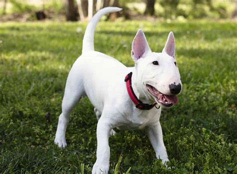 What Kind Of Dog Is Spuds Mackenzie? Breed Information, Pictures, and Facts - A-Z Animals