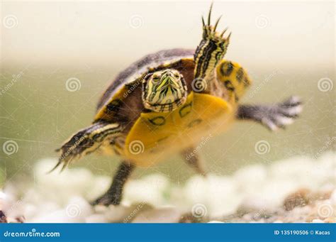 Close-up of Pond Slider Turtle Swimming in Aquarium Stock Photo - Image ...