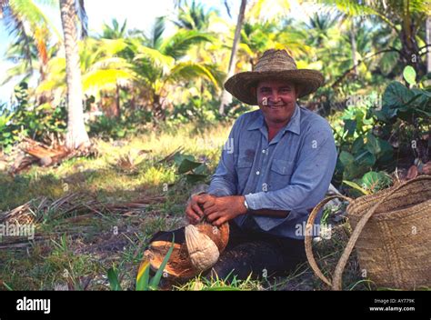 Man collecting coconuts and stripping away their husks, Cayman Brac, Cayman Islands Stock Photo ...