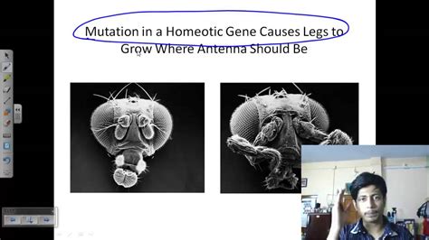 Morphogenesis | Developmental biology lecture - YouTube