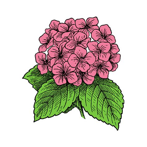 Hydrangea Flowers Pink Drawing Free Stock Photo - Public Domain Pictures