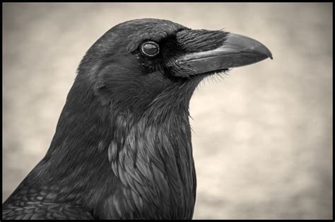 Portrait of a Raven | Raven, Black bird, Animal totems