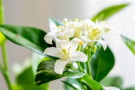 Growing Orange Jasmine Indoors