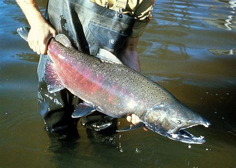 Older king salmon are shrinking along the West Coast | KBBI