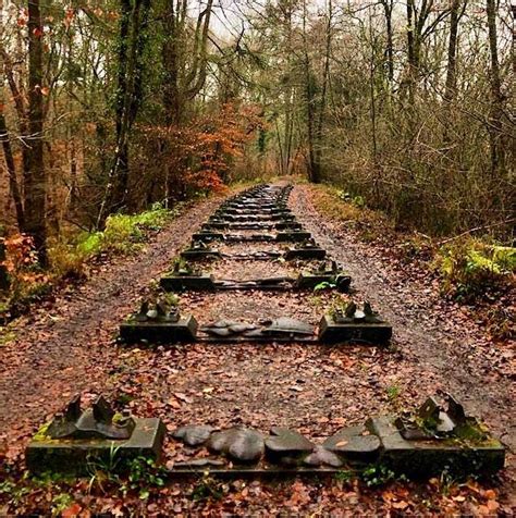 Forest of Dean Sculpture Trail in autumn | Forest of dean, Uk travel ...