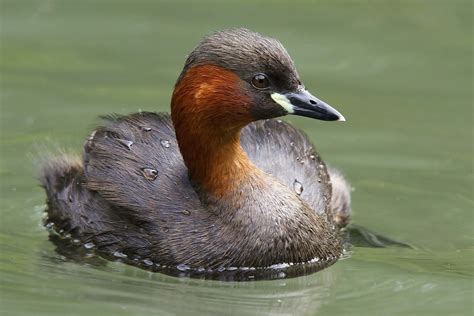 Little Grebe by Clive Daelman - BirdGuides