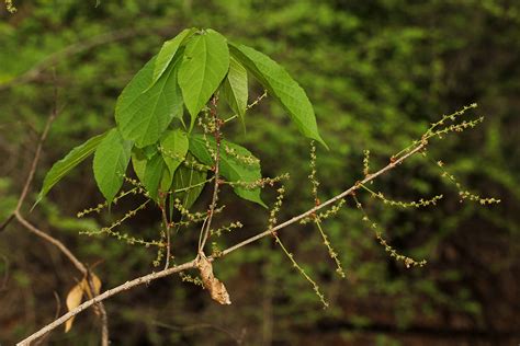 Flora of Mozambique: Species information: individual images: Alchornea ...