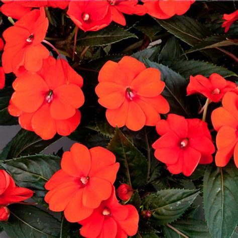 Proven Winners SunPatiens Compact Orange (Impatiens) Live Plant, Orange Flowers, 4.25 in. Grande ...