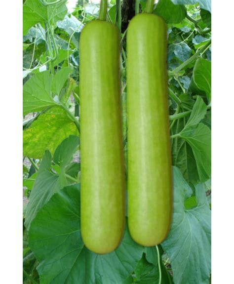 Bottle Guard Pms-50 Seeds Online in Patiala - Plantsman's Seeds