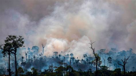 Will Deforestation and Warming Push the Amazon to a Tipping Point ...