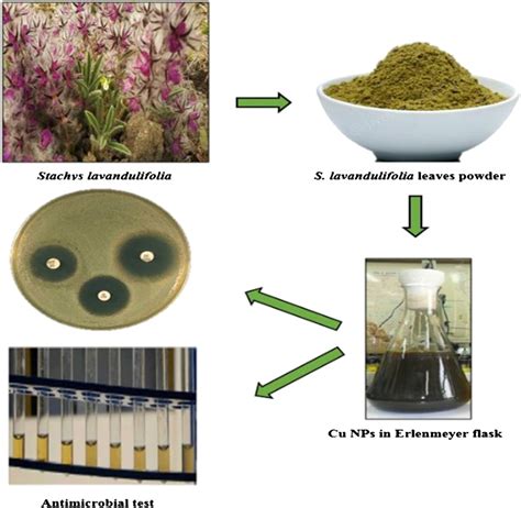 Application of copper nanoparticles containing natural compounds in the treatment of bacterial ...