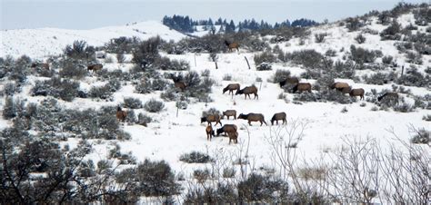 Idaho Wildlife Management Area Provides Winter Refuge for Elk, Mule ...