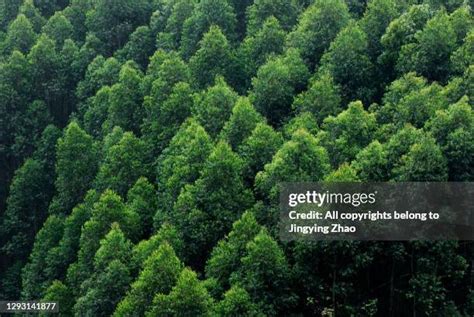 17 Eucalyptus Grandis Stock Photos, High-Res Pictures, and Images - Getty Images